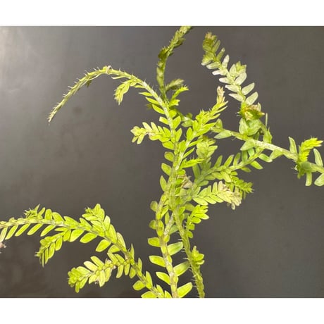 Selaginella sp. from Prachuap Khiri Khan Thailand