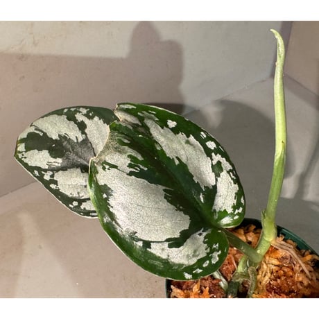 Scindapsus sp. from West Kalimantan