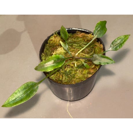 クリプトコリネ | STORES