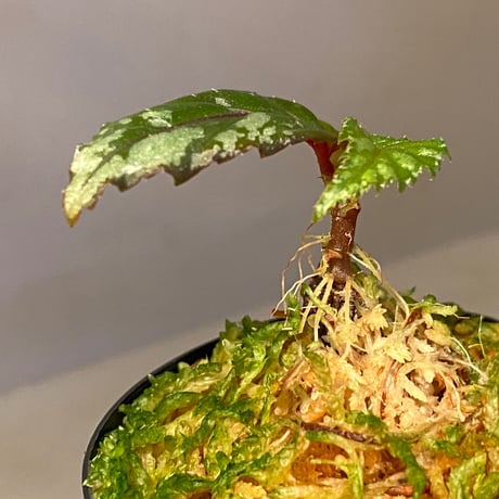 Begonia sp. from Sarawak
