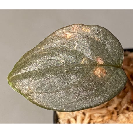 Homalomena sp. "Silver Bullet" from Pulau Lingga [AZ0917-1]