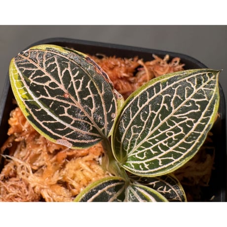 Ludisia discolor Variegata '黄桜-Kizakura-' [GK20-006]