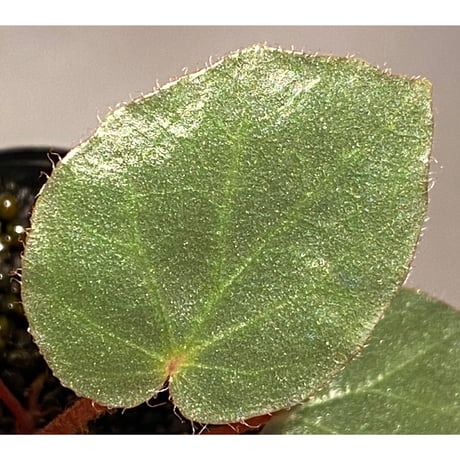 Begonia sp. f1 from Sumatera [NT ORCHID]