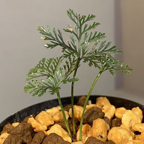 Davallia sp. Kalimantan barat
