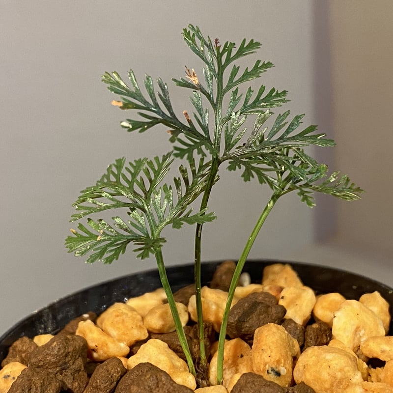 684〓希少Talisia sp. Maranhao タリシア [限定1鉢] 684〓希少Talisia sp. Maranhao タリシア [限定1鉢] 684〓希少