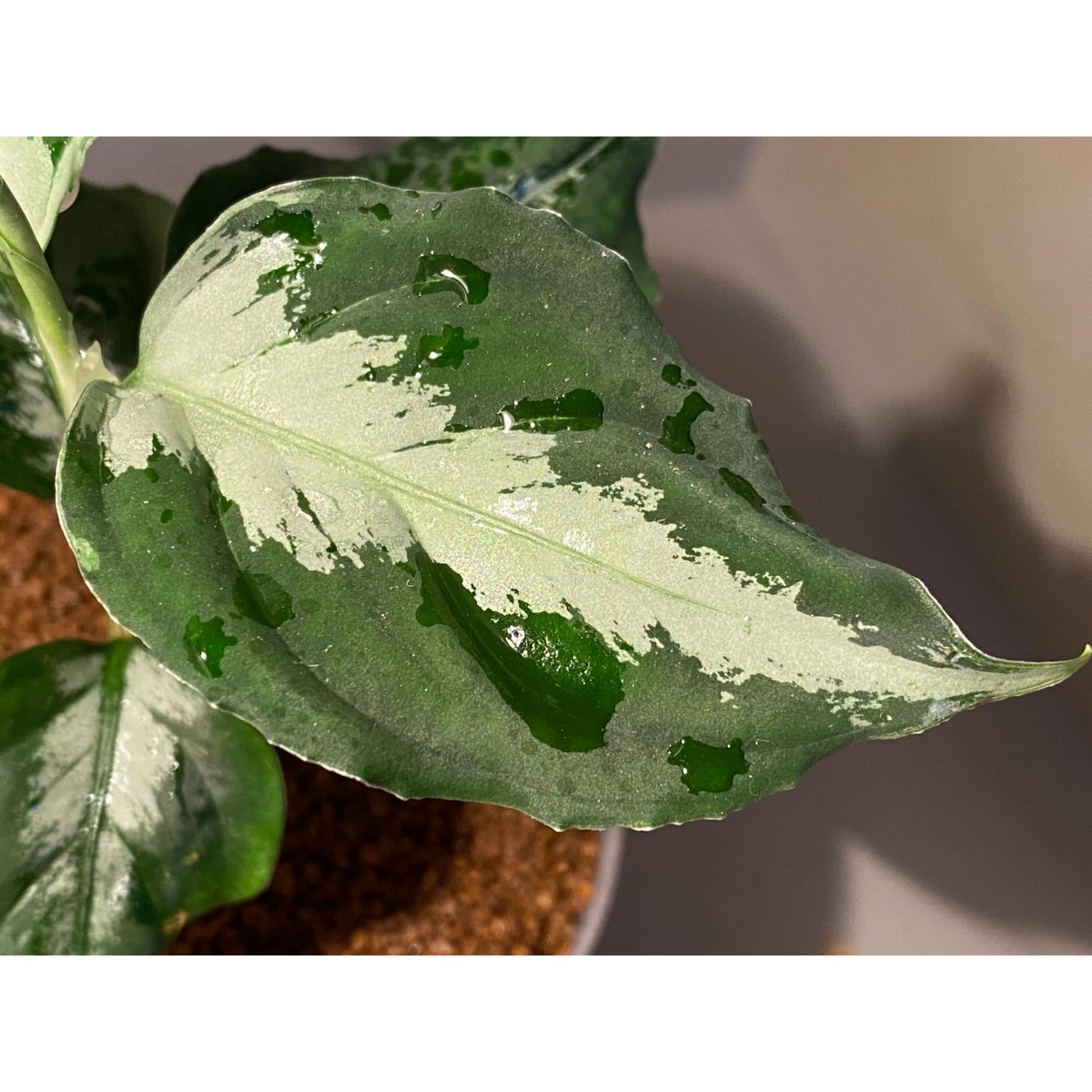 Aglaonema pictum [LA0915-z-s-11] | M・R・G・R