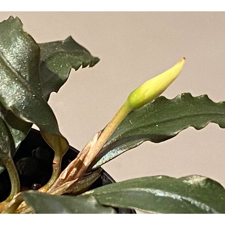 Bucephalandra sp. "Black Sword Kadri"