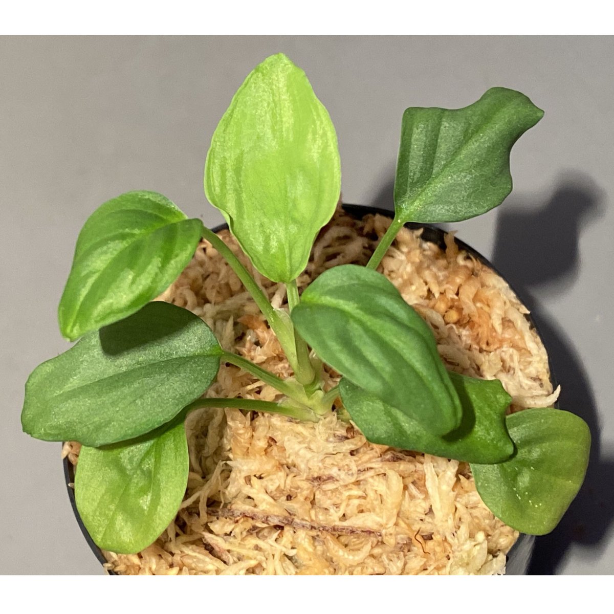 Homalomena sp. from Pulau Singkep | M・R・G・R