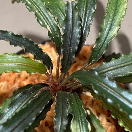 (大株) Bucephalandra sp. from "Mangat" [MF0417-2A] ①