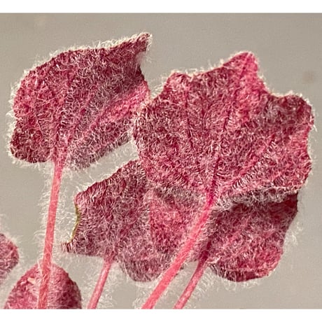 Sonerila dongnathamensis [LA]