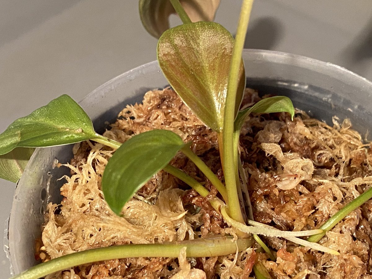 Homalomena sp. from Sekadau [LA0412-00-wf1] | M