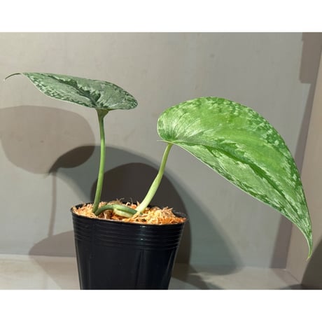 Scindapsus sp. from Kalimantan Barat