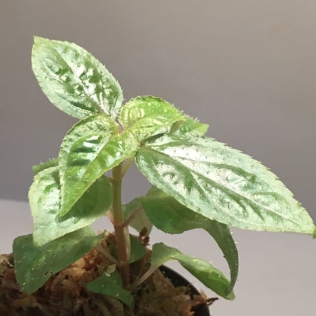 Sonerila sp. wf1 from Phang Nga Thailand [KZT]