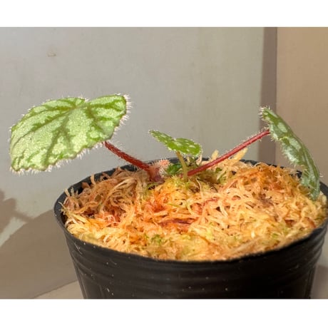 Begonia austroguangxiensis