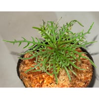 Ardisia sp. from Jambi sumatera