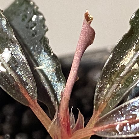Bucephalandra sp. "Kedagang" [ID便] ①