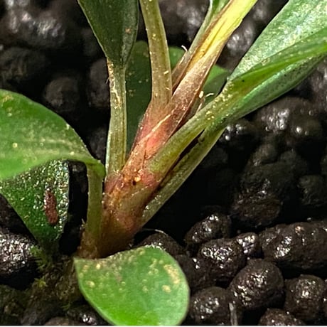 Bucephalandra sp. 黄緑 from Bukit Kelam Utara [AZ0611-14]