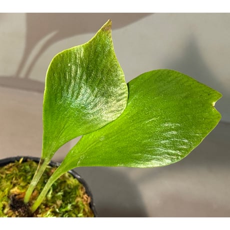Antrophyum sp. from Aceh sumatera (Mサイズ) ①