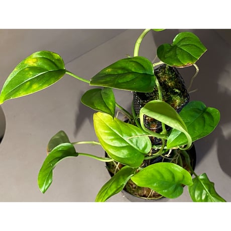 Philodendron sp. from Iquitos Peru [tanakay]