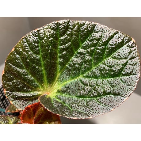 Begonia sp. from Manaus