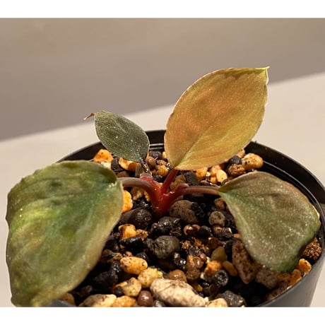 Homalomena sp. Sabah-2 [R1217-01c]