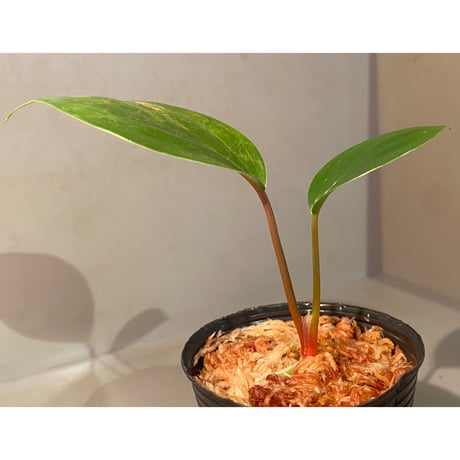 Homalomena sp. "Green widow" BNN from Sibolga timur [AZ0823-11]