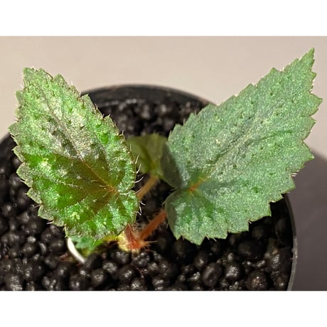 Begonia sp. from Ha Giang North Vietnam