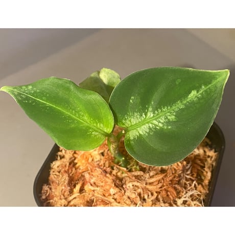 Aglaonema pictum “島風”13冬　from Sibolga timur ［AZ0813-4］