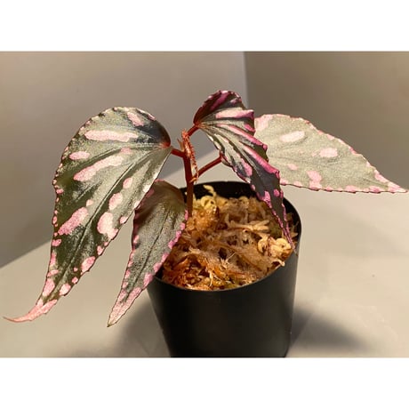 Begonia sp. ぼっち株 from Julau [R1214-01b]