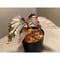 Begonia sp. ぼっち株 from Julau [R1214-01b]
