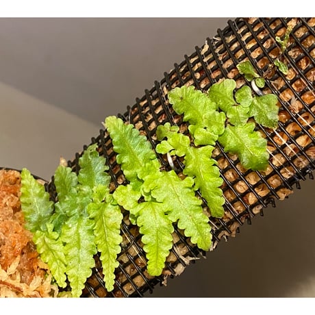 Teratophyllum "Birdwing-fern" from Bentong [AZ0117-3]