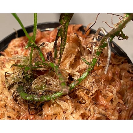 Microsorium sp. from Saripoi [LA0515-02]