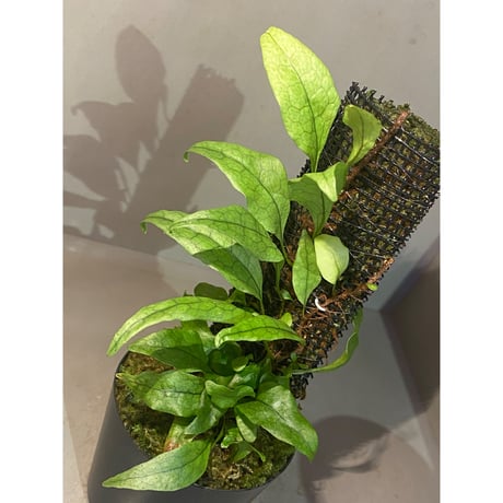 Microsorum sp. "Timika" Papua [TB]