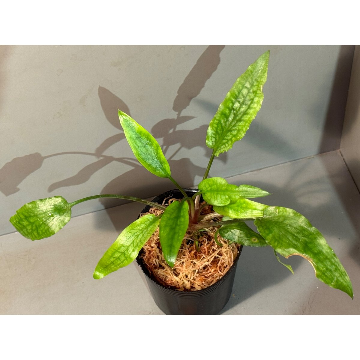 Cryptocoryne sp. philippines min-2【LA便】 Yahoo!オークション - Cryptocoryne sp. Min-2 Philippines