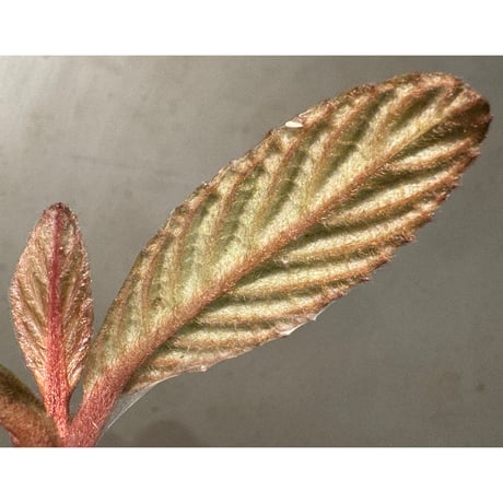 Acranthera sp. from Sekadau
