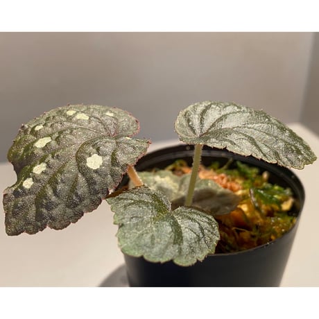 Begonia sp. from Tuyen Quang [YH1117] TK