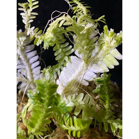 Selaginella sp. バリエガータ from "Nanga pinoh" [TB]
