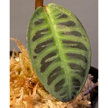 Emblemantha urnulata (Labisia sp.) from Riau sumatera [LA0815-01]