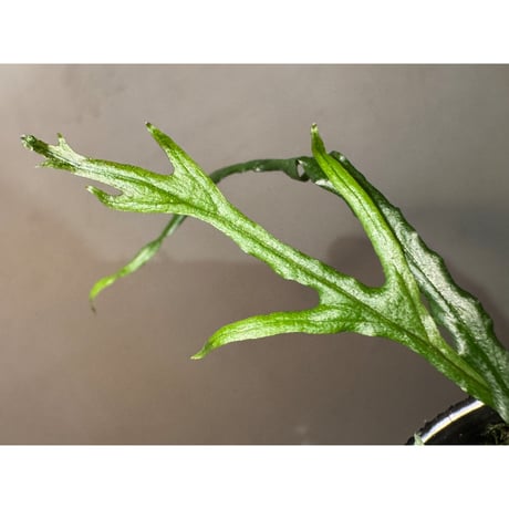 Microsorium sp. from Saripoi [LA0515-02]