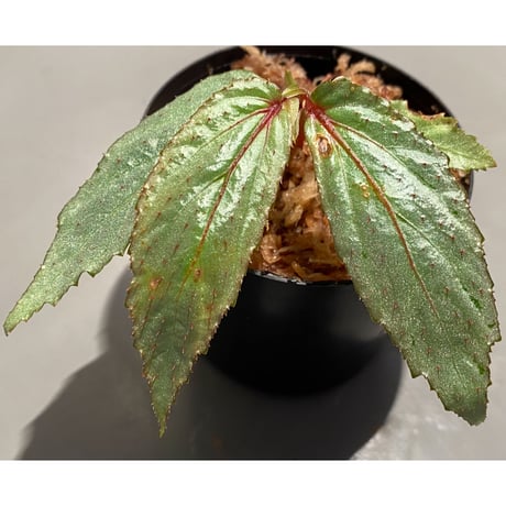 Begonia sp. from Balai Ringin [RIO]