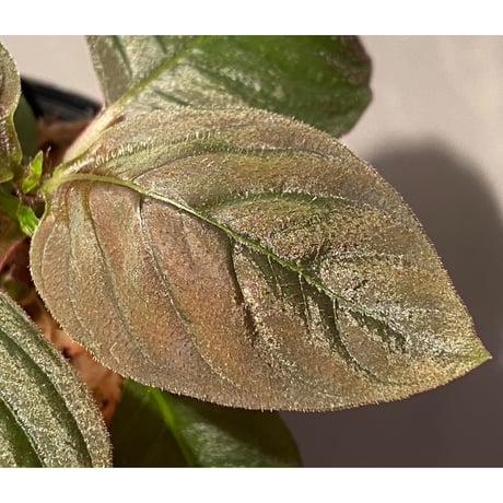 Ophiorrhiza sp. from Papua Barat[LA0319-01]