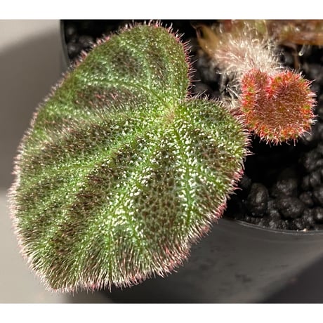 Begonia ningmingensis var. bella