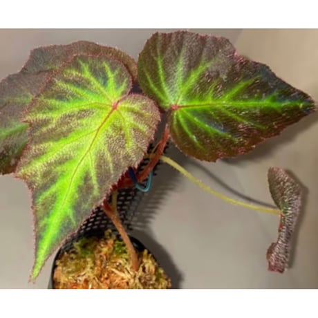 Begonia sp. from Sumatera Utara [HW0816-01]