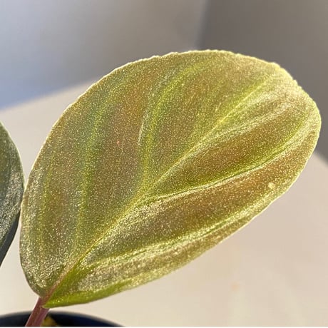 Homalomena sp. from Greak Malaysia [NT ORCHID]