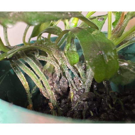 (3芽立ち) Bucephalandra motleyana [カミハタ]