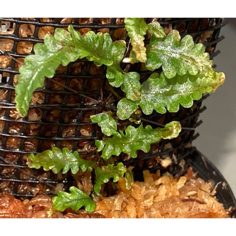 Teratophyllum sp. from Sibolga Timur [HW1017-03]