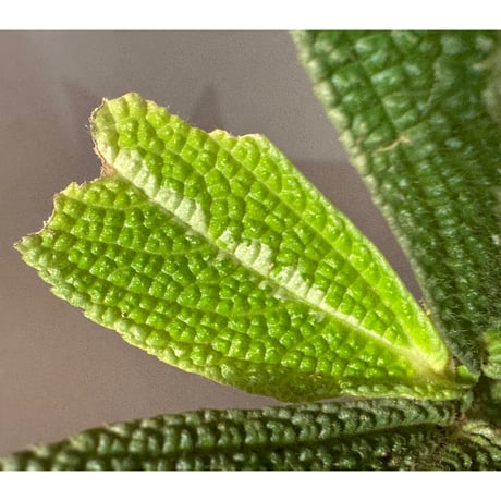 Elatostema sp. from Kapuas hulu West Kalimantan