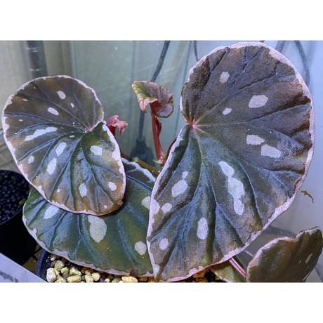 Begonia sp. from Borneo