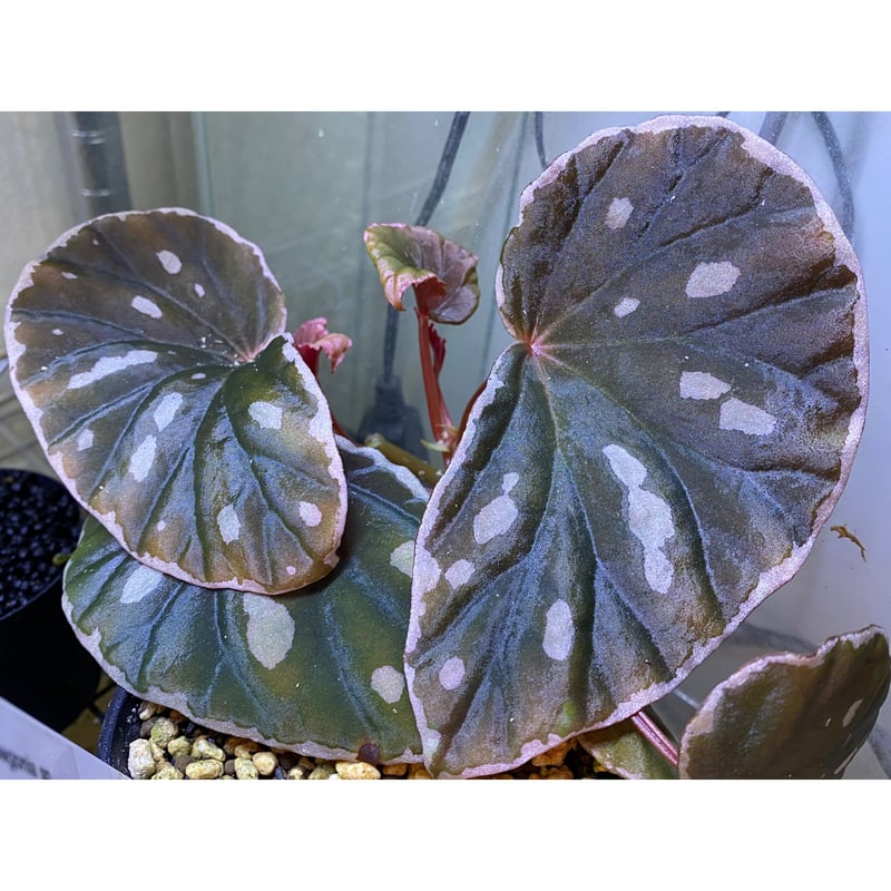 特価❣️Begonia sp.Bolneoベゴニア　ボルネオ　大きめ美株❣️原種 Begonia sp. from Borneo | M・R・G・R