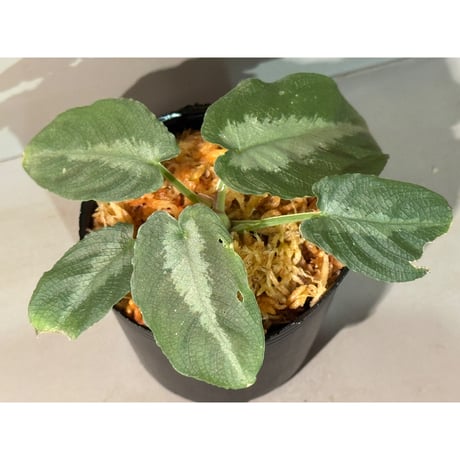 Schismatoglottis puberulipes